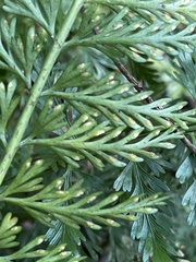 Asplenium rutifolium