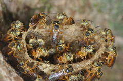 Tetragonisca fiebrigi