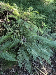 Asplenium rutifolium