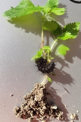 Vanessa atalanta atalanta