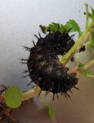 Vanessa atalanta atalanta