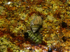 Acanthinucella punctulata