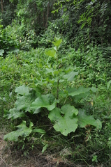 Arctium lappa