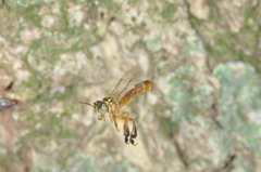 Tetragonisca fiebrigi