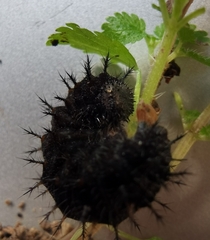 Vanessa atalanta atalanta