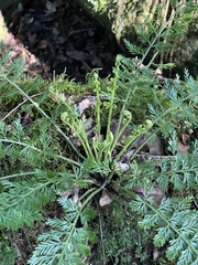Asplenium rutifolium