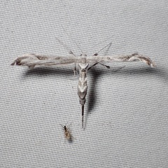 Pterophorinae