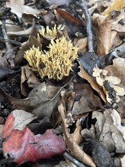Ramaria stricta
