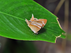 Abisara savitri
