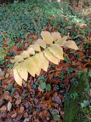 Polygonatum multiflorum