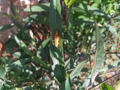 Chauliognathus cinguliventris