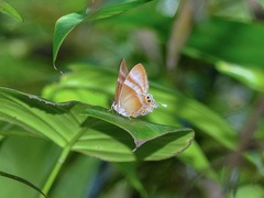 Abisara savitri