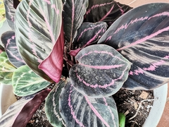 Goeppertia roseopicta