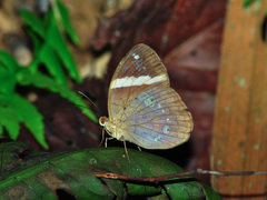 Xanthotaenia busiris