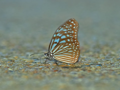 Ideopsis vulgaris