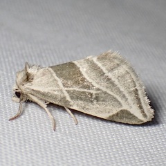 Plagiomimicus tepperi