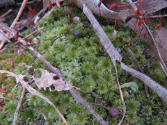 Rosulabryum