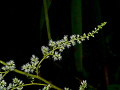 Astilbe longicarpa, photograph Jacy Chen, CC BY, iNaturalist via GBIF