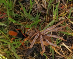 Tachypompilus ignitus