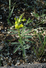Thermopsis mongolica