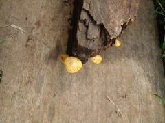 Cyptotrama chrysopepla