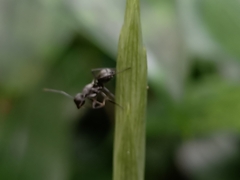 Myrmhopla