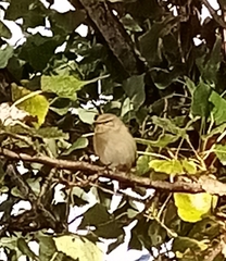 Phylloscopus collybita