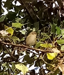 Phylloscopus collybita