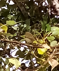 Phylloscopus collybita