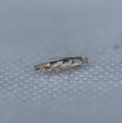 Phyllonorycter apparella