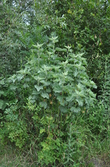 Althaea officinalis
