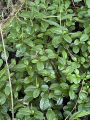 Peperomia retusa