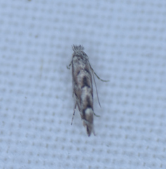 Phyllonorycter apparella