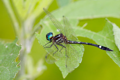 Macrothemis inequiunguis