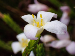 Lachnaea grandiflora