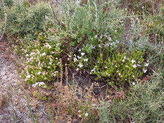 Lachnaea grandiflora