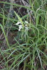 Chascanum hederaceum