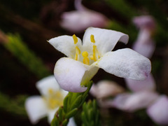 Lachnaea grandiflora