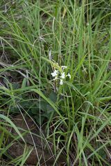 Chascanum hederaceum