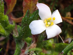 Lachnaea grandiflora