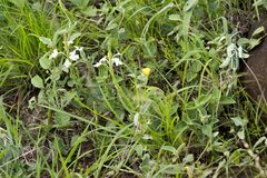 Chascanum hederaceum