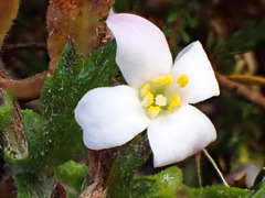 Lachnaea grandiflora