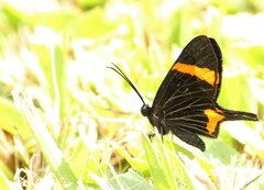 Barbicornis basilis mona