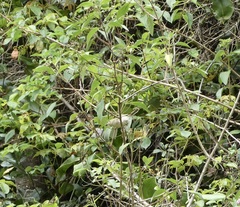 Acanthiza pusilla