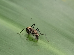 Myrma