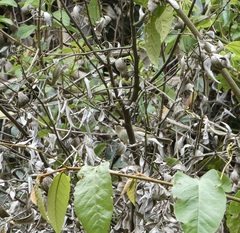 Acanthiza pusilla