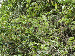 Acanthiza pusilla