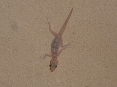 Ptyodactylus hasselquistii