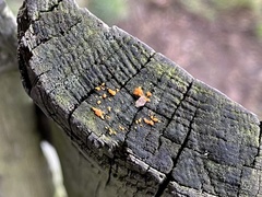 Dacrymyces stillatus