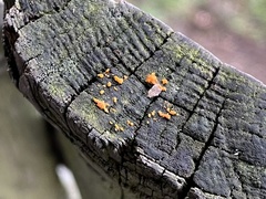 Dacrymyces stillatus